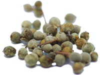 tilia_americana_semences