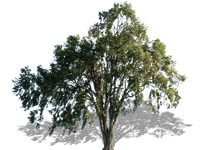 ulmus_americana