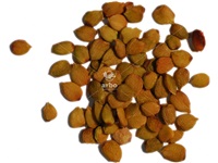 ulmus_americana_graines