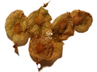 ulmus_rubra_graines