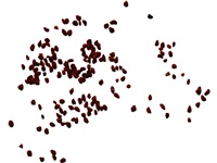 vaccinium_myrtilloides_graines