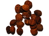viburnum_prunifolium_graines