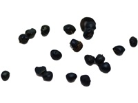 zanthoxylum_americanum_semences