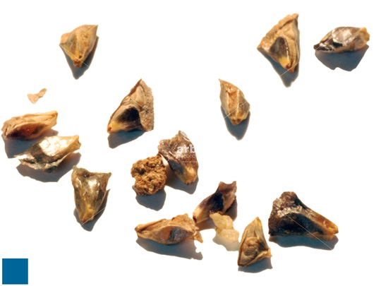 Balsam Fir seeds
