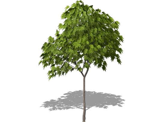 Représentation de l'érable de Pennsylvanie