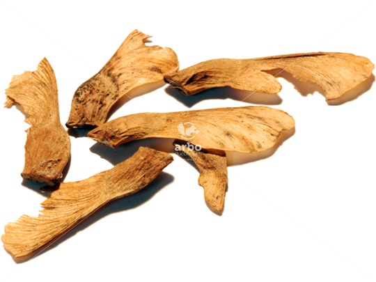 Striped Maple samaras