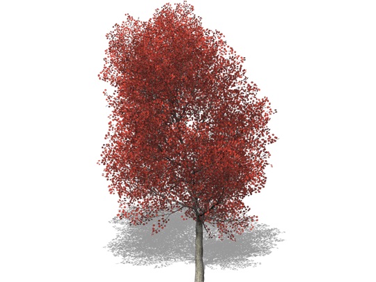 Représentation de l'érable rouge