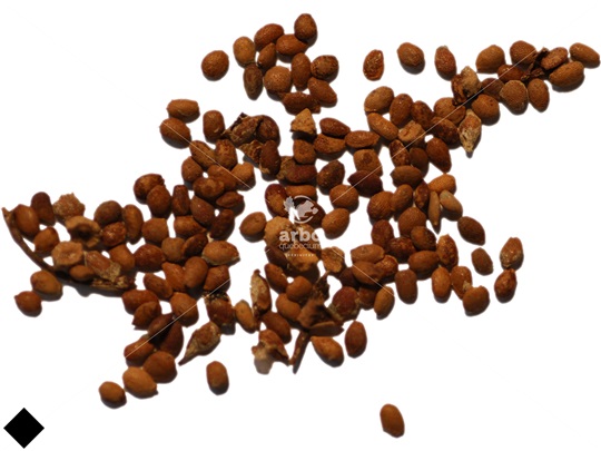 Hardy Kiwi seeds