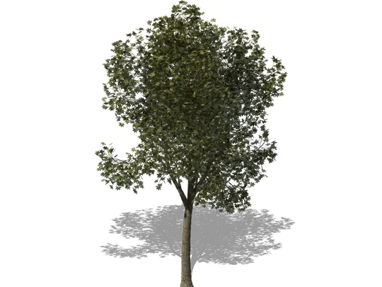 Representation of the American Buckeye