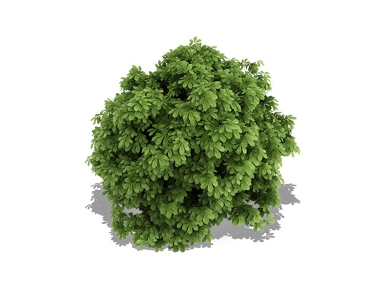 Representation of the Bottlebrush Buckeye