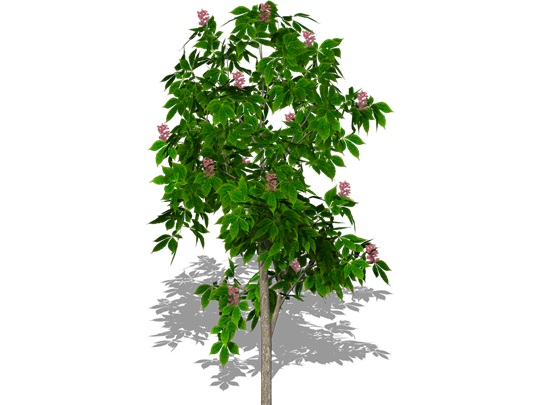 Representation of the Red Horsechestnut