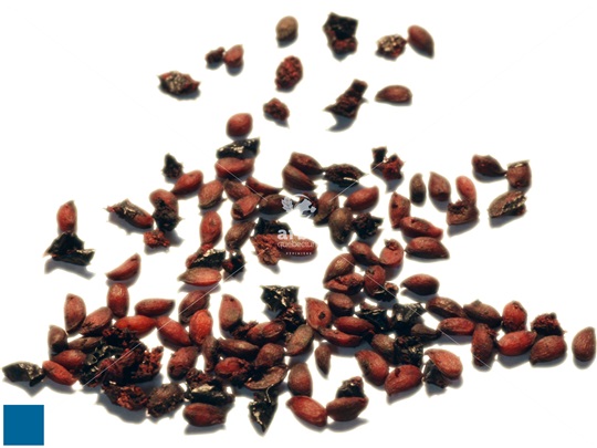 Black Chokeberry seeds