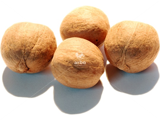 Bitternut Hickory pyrenes