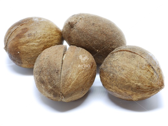 Red Hickory nuts