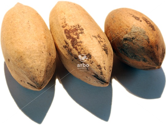 Pecan pyrenes