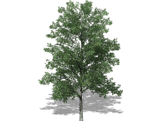 Representation of the Shellbark Hickory