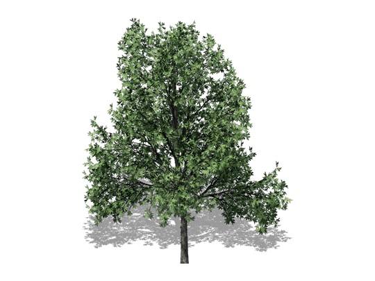 Representation of the Shagbark Hickory