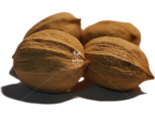 Shagbark Hickory nuts