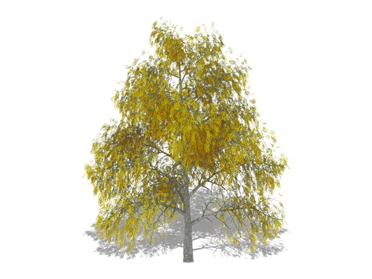 Representation of the Mockernut Hickory