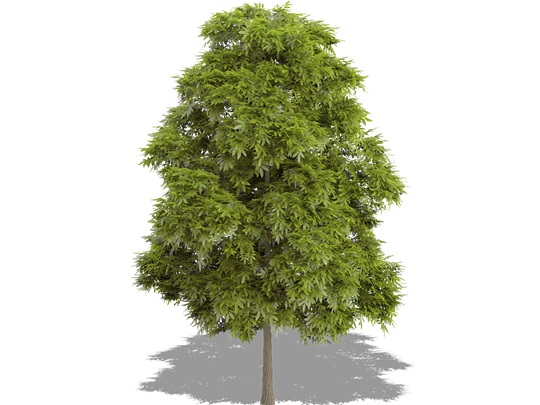 Representation of the American Chestnut