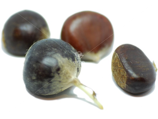 Wildlife Hybrid Chestnut nuts
