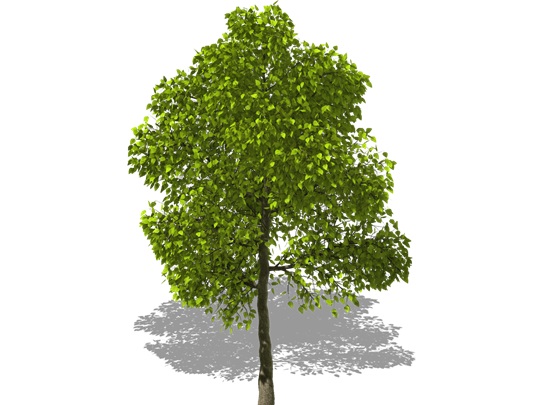 Representation of the Southern Catalpa