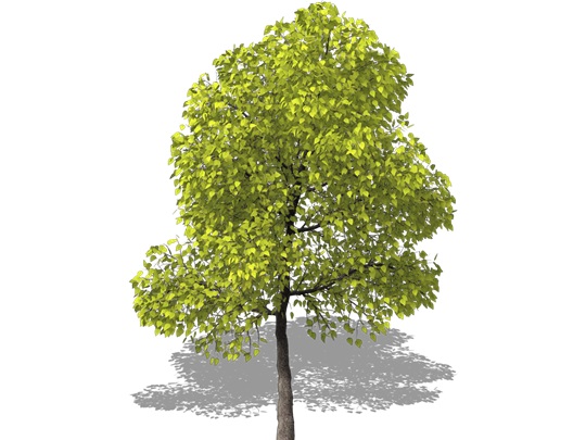 Representation of the Northern Catalpa