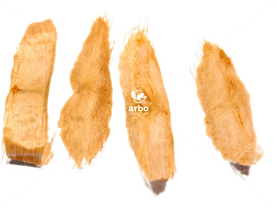 Northern Catalpa winged seeds