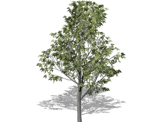Representation of the Hackberry