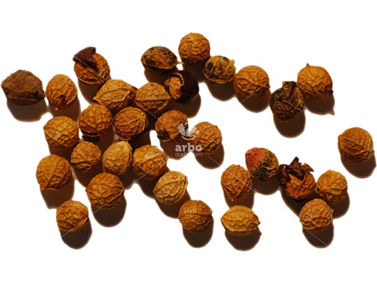 Hackberry pyrenes