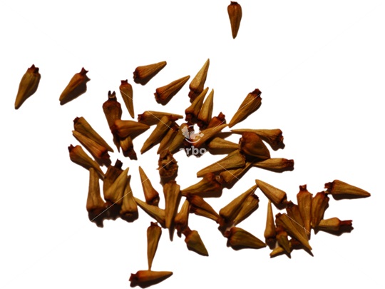 Buttonbush seeds