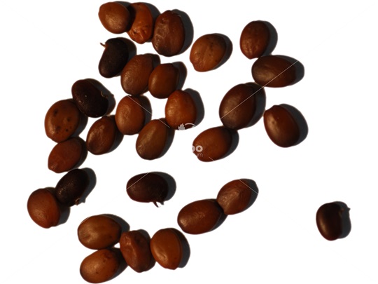 Redbud seeds