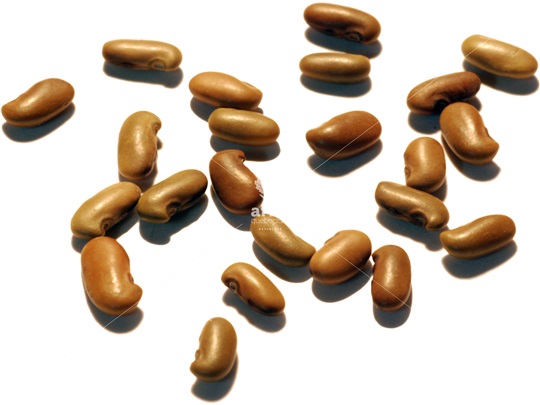 Yellow-Wood seeds