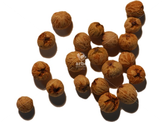 Alternate-leaf Dogwood pyrenes