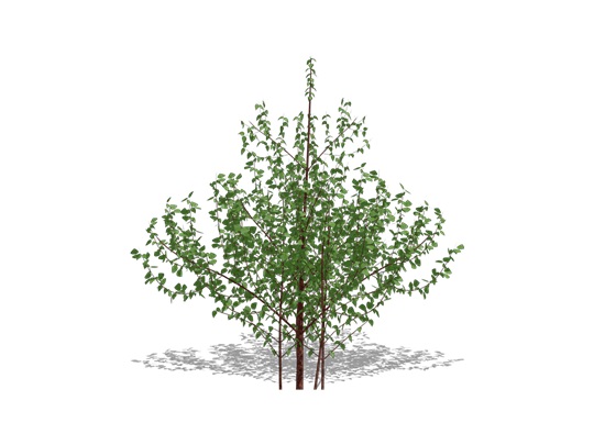 Representation of the Silky Dogwood