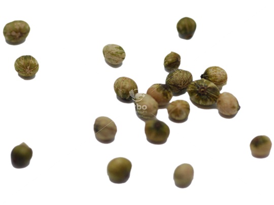 Roughleaf Dogwood pyrenes