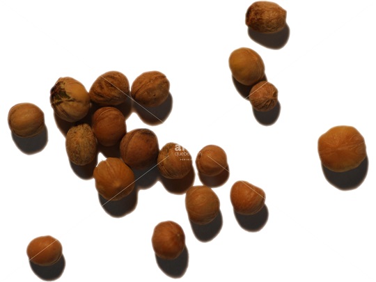 Gray Dogwood pyrenes