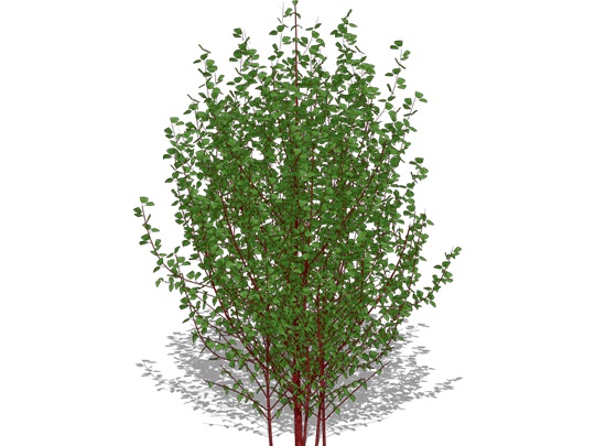 Representation of the Red Osier Dogwood