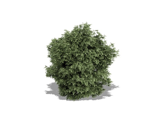 Representation of the 'Minnesota' Northern Hybrid Hazelnut