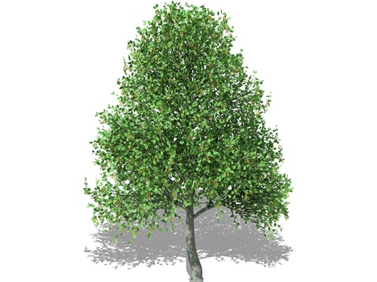 Representation of the Turkish Hazelnut