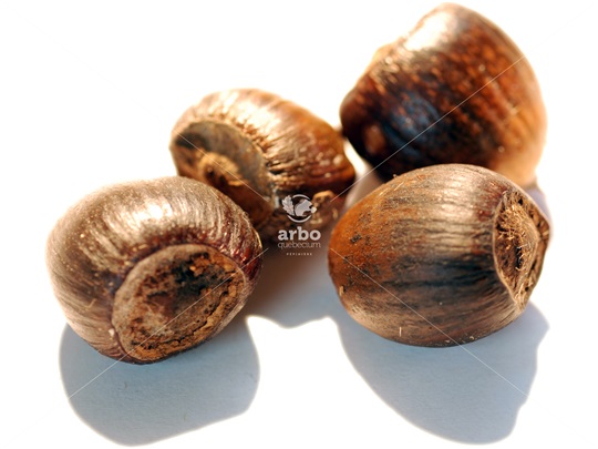 Nucules (noisettes) de noisetier à long bec