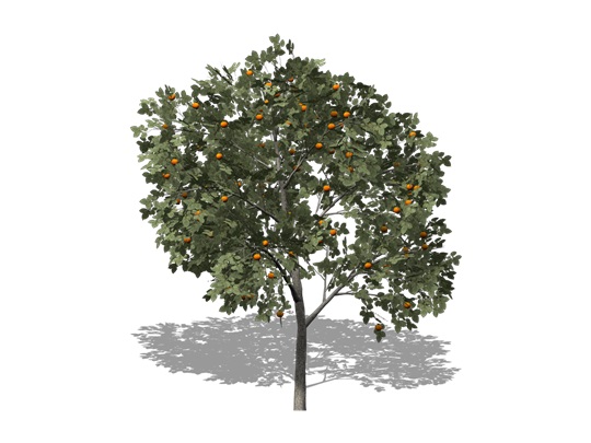 Representation of the American Persimmon