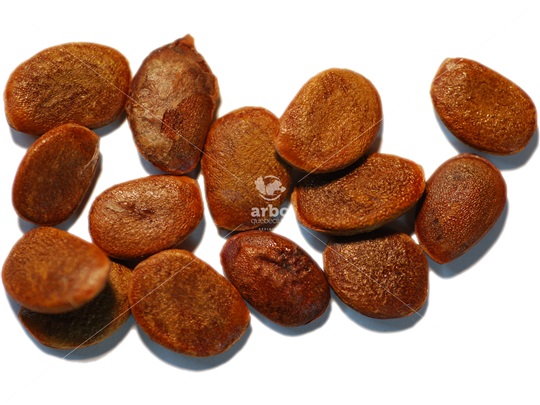 American Persimmon seeds