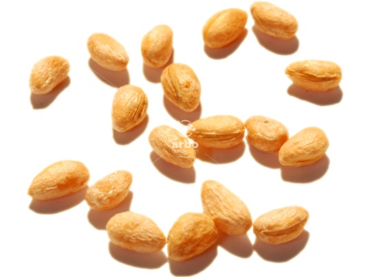 American Wahoo seeds