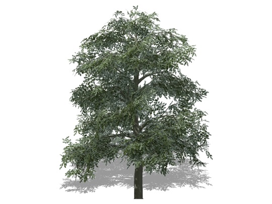 Représentation du hêtre à grandes feuilles