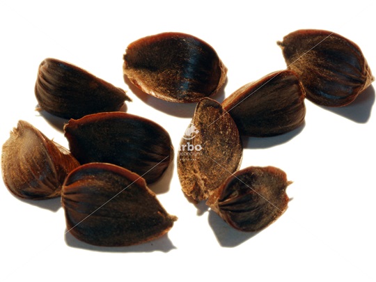 American Beech nuts