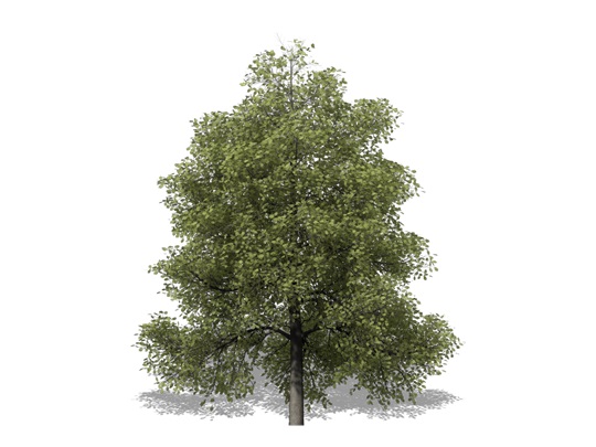 Representation of the White Ash