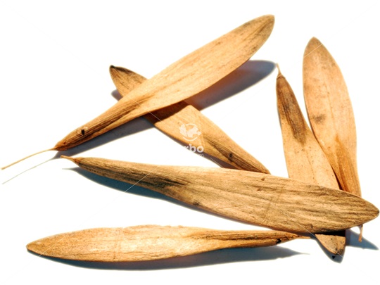 White Ash samaras