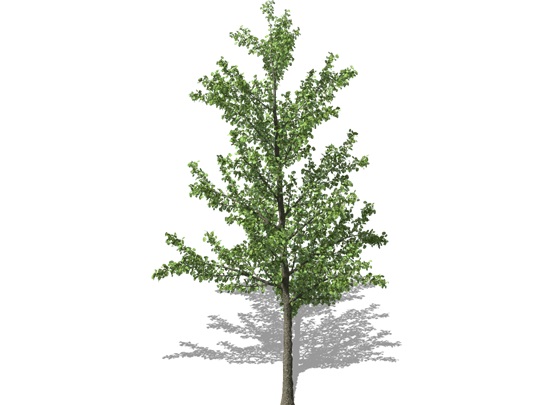 Representation of the Ginkgo