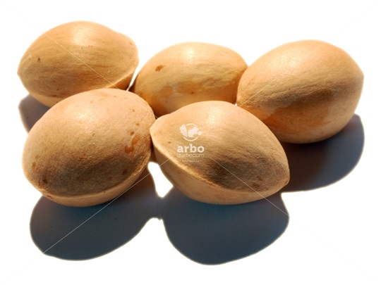 Ginkgo seeds